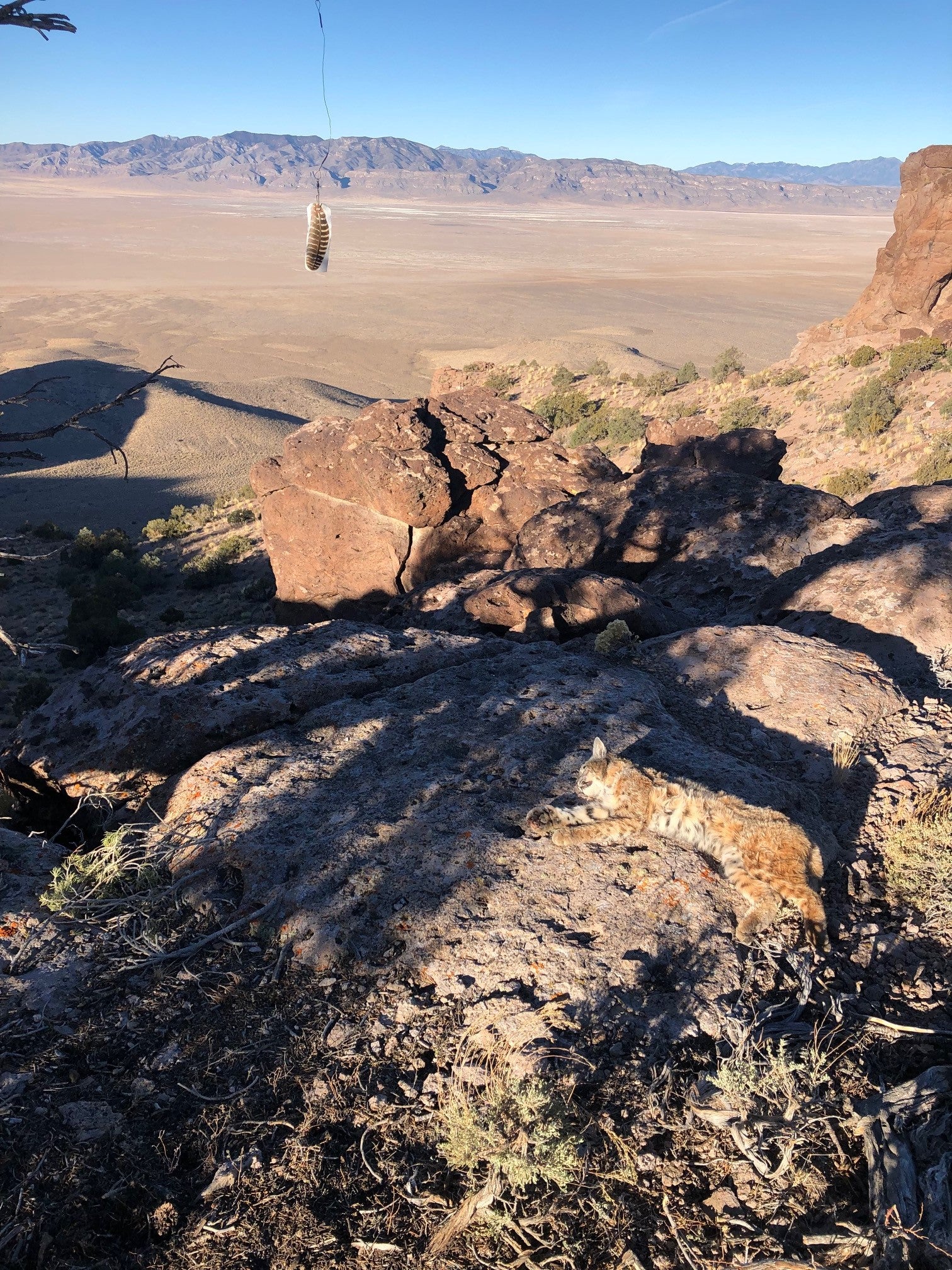 Turkey Wing Feather - Pack of 10