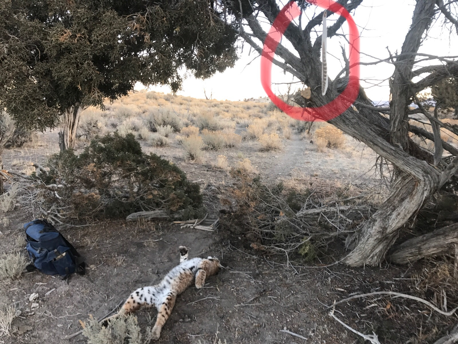 Turkey Wing Feather - Pack of 10