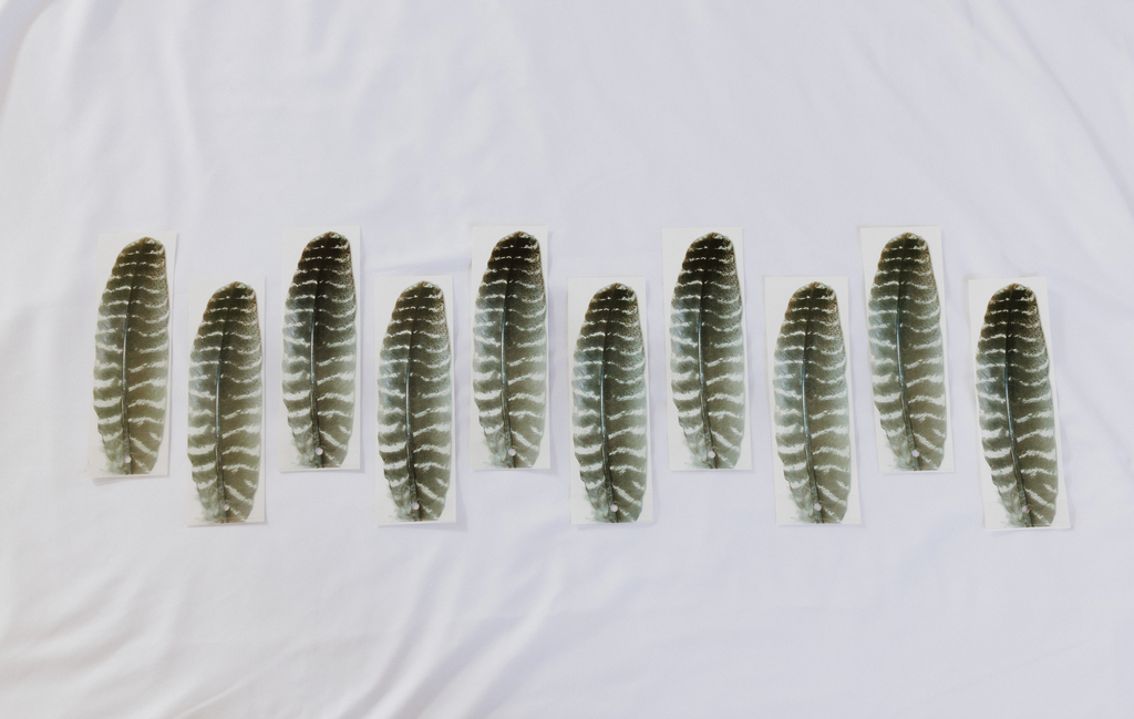 Turkey Wing Feather - Pack of 10
