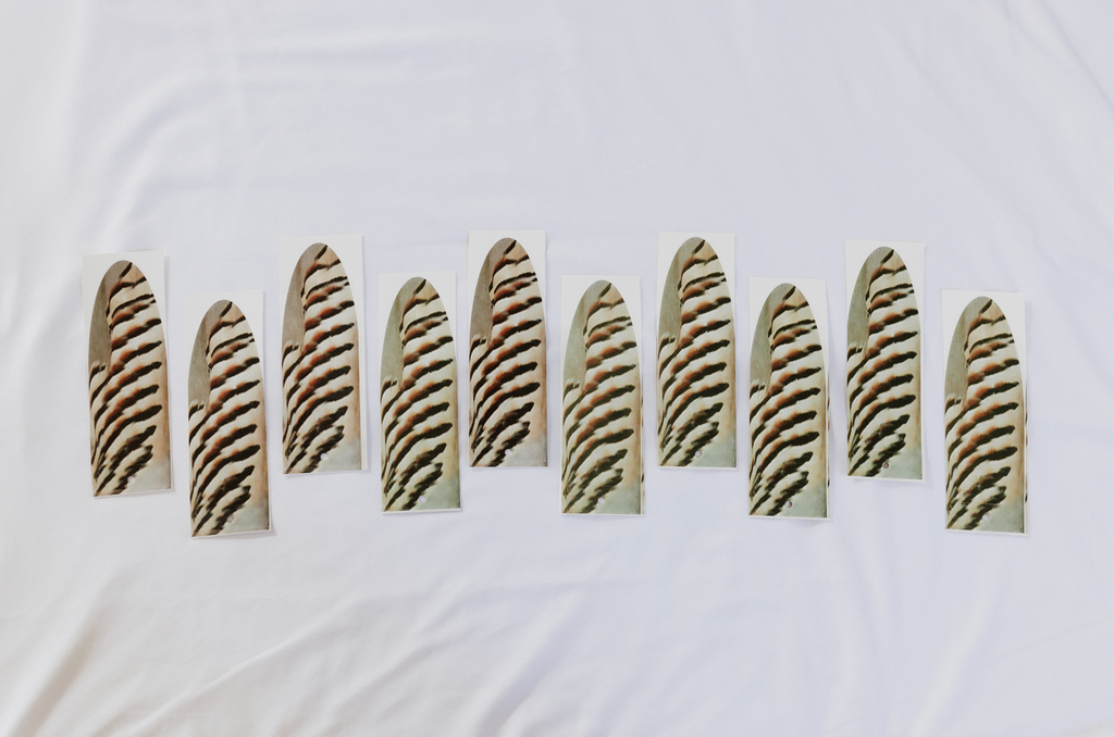 Western Magic Enticer Feather (Chukar) - Pack of 10