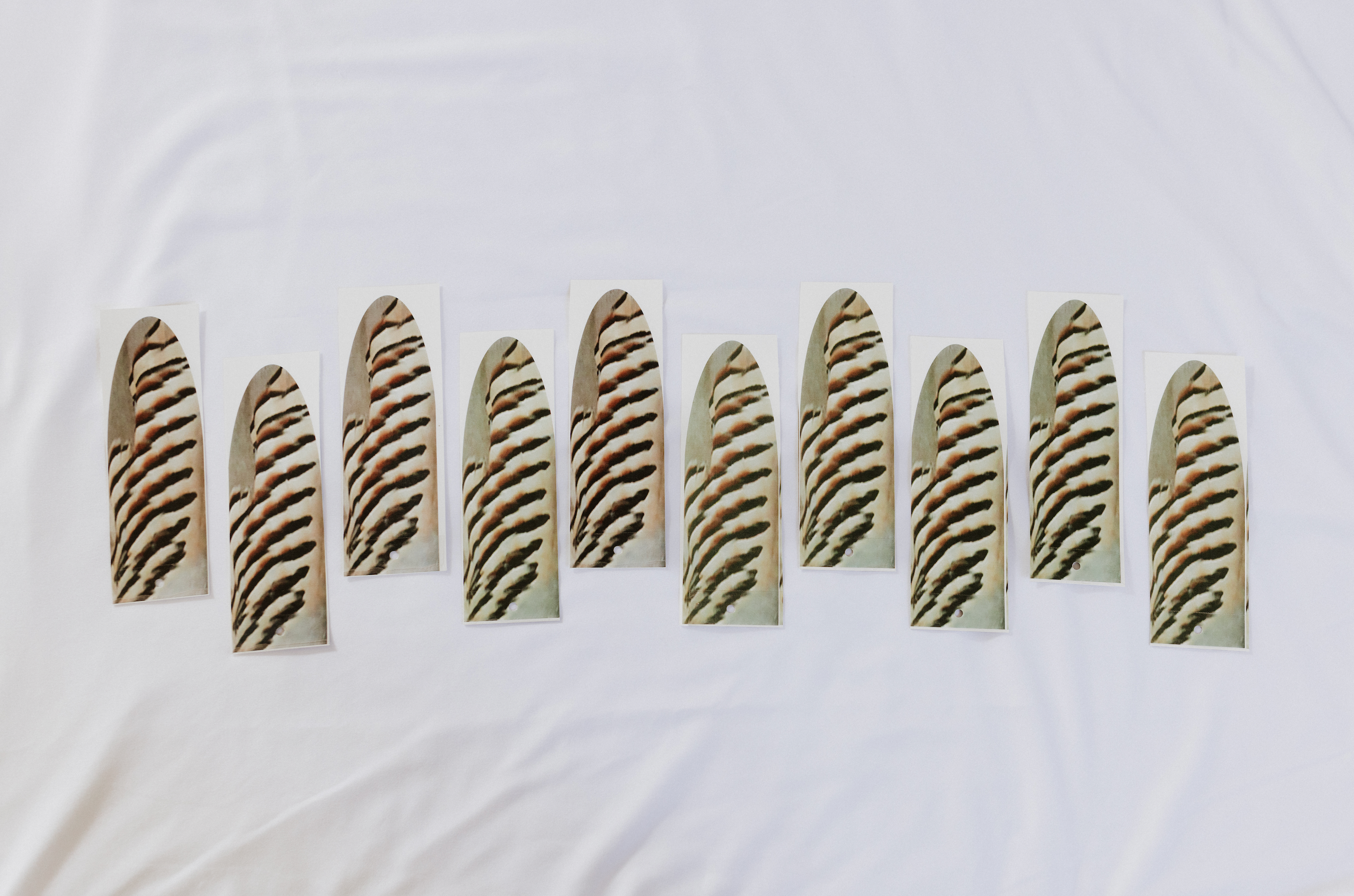 Western Magic Enticer Feather (Chukar) - Pack of 10