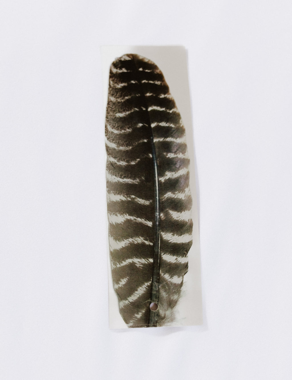 Turkey Wing Feather - Pack of 10