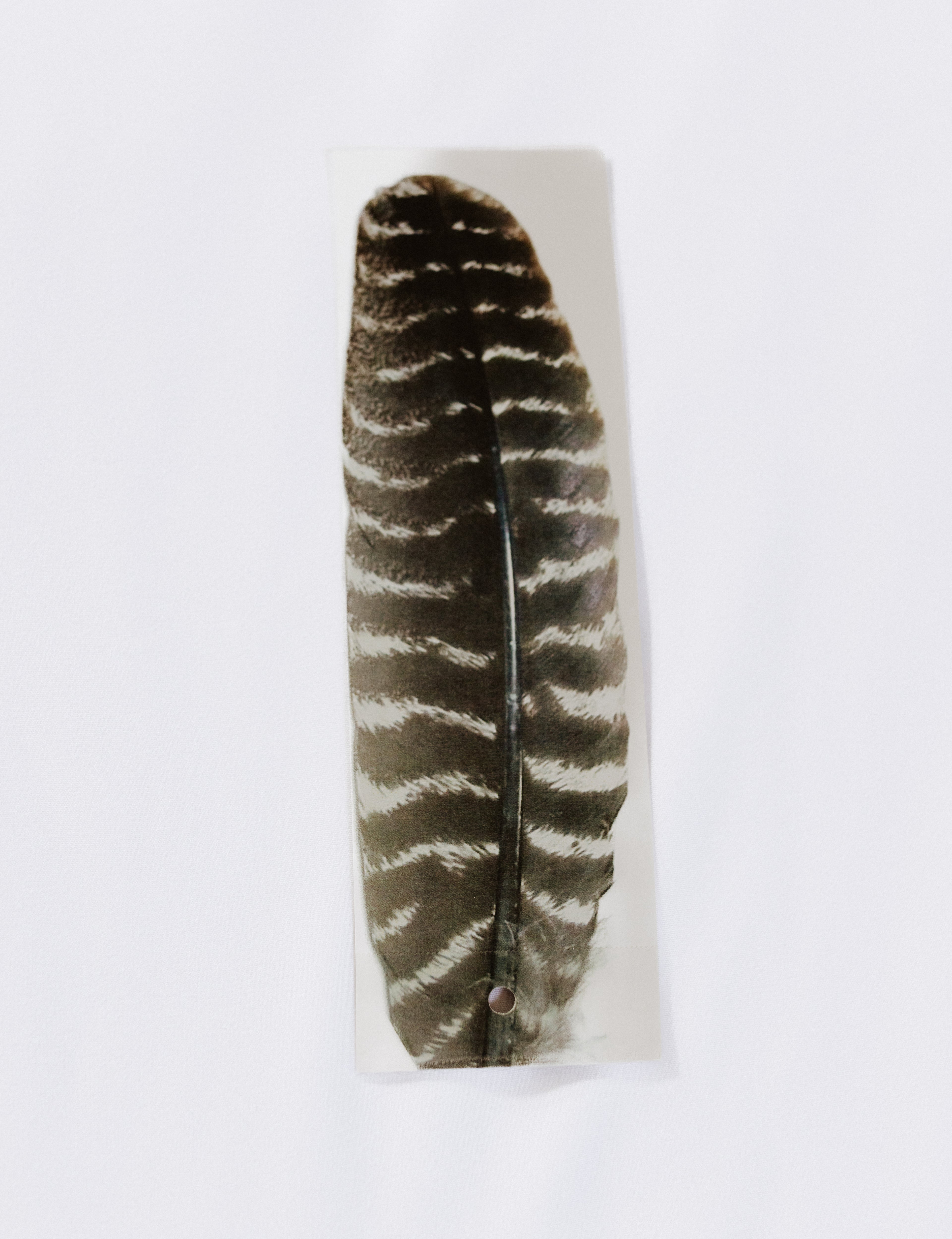 Turkey Wing Feather - Pack of 10